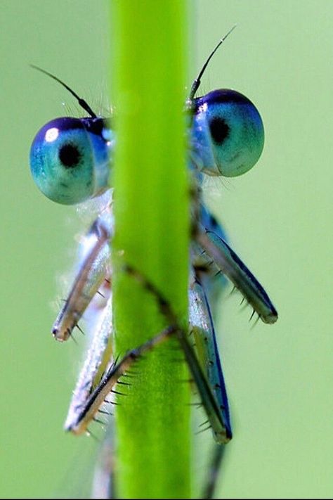 Dragonfly Eyes, Dream Picture, Dragonfly Photos, Cool Insects, Damselflies, Cool Bugs, Dragonfly Dreams, A Bug's Life, Dragonfly Art