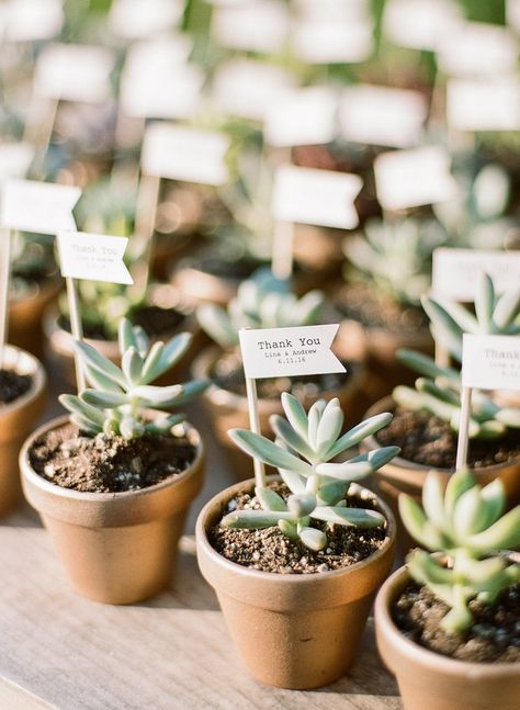 Romantic Family Farm Wedding in Pennsylvania, Succulent Wedding Favors Succulent Favors Baby, Garden Parties Ideas, Plant Wedding Favors, Satin Wedding Dresses, Succulent Wedding Favors, Succulent Favors, Parties Ideas, Favors Baby Shower, Wedding Giveaways