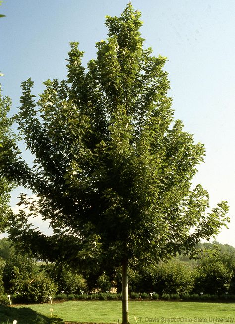 Green up your farm landscape and give your livestock a place to take cover by planting these shade trees. Best Shade Trees, Fast Growing Shade Trees, Trees For Front Yard, Cow Pasture, Growing Trees, Farm Landscape, Planting Trees, Farm Stuff, Hobby Farm