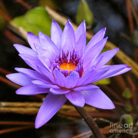 Pictures Of Water, Flower Lilly, Purple Water Lily, Water Lilies Art, Tea Infusion, Lotus Flower Pictures, Purple Water, Blue Lotus Flower, Water Lilly