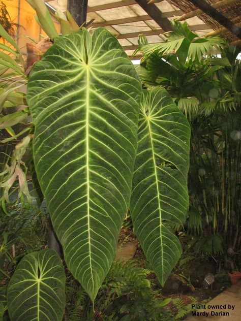 Anthurium angamarcanum, better known as Elephant Ears.....That's one HUGE Elephant Ear plant!! Elephant Ear Bulbs, Anthurium Plant, Florida Plants, Elephant Ear Plant, Tropical Garden Design, Exotic Orchids, Leafy Plants, Elephant Ears, Ornamental Plants