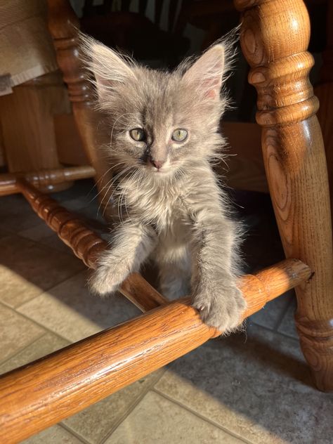 #mainecoon #kitten #kitty #cat #kitties #mainecoonkitten Mainecoon Kitten, Cat Reference, 2024 Vision, Maine Coon, Kitty Cat, Feline, Maine, Vision Board, Kittens