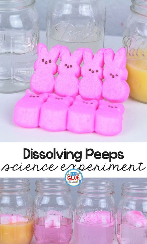 This fun, hands-on science experiment, uses an Easter treat. Try this dissolving Peeps science experiment with your early learns today. #science #easter Peeps Science Experiment, Easter Science, Science Experiment For Kids, Experiment For Kids, First Grade Science, Easter Preschool, Kid Experiments, Kindergarten Science, Easy Science