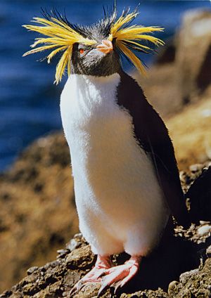 Rockhopper penguin will show off their yellow eyebrows to try and attract a mate Penguin Card, Rockhopper Penguin, Penguin Love, Flightless Bird, Pretty Birds, Bird Photo, Colorful Birds, Zoo Animals, Animal Photo