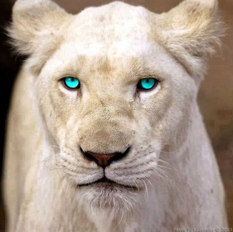 Rare White Lion with Blue Eyes Albino Animals, Wild Kingdom, Lion Pictures, White Lion, Cheetahs, White Tiger, Arte Fantasy, Exotic Pets, Akita