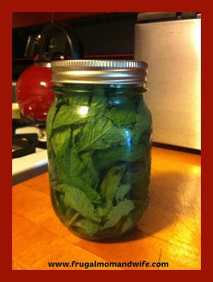 Frugal Mom and Wife: How To Keep Your Mint Leaves Fresh Longer! Spearmint Recipes, Mint Recipes Fresh, Different Foods, Preserving Herbs, Frugal Mom, Mint Plants, Mint Recipes, Vegetable Storage, Food Saver