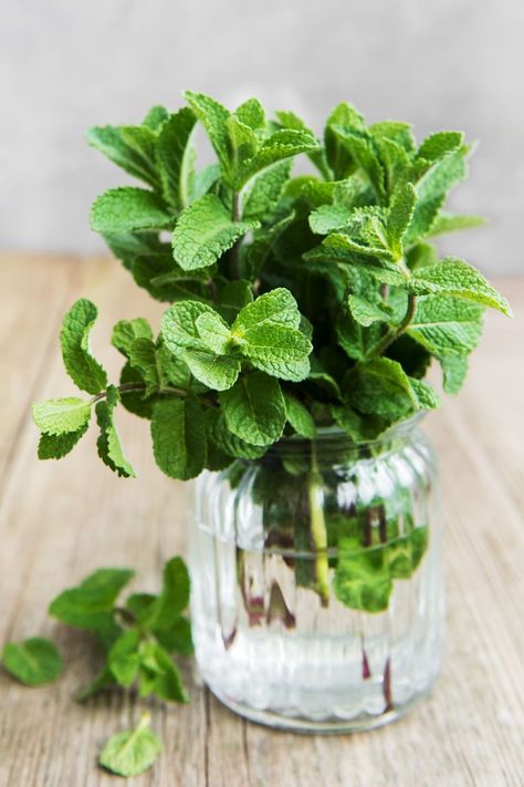 How to Store Fresh Mint (And Make Your Fresh Herbs Last Longer) https://www.streetsmartkitchen.com/how-to-store-fresh-mint/ Hydroponic Herbs, Aromatic Garden, Growing Mint Indoors, Plants Grown In Water, Tanaman Air, Mint Herb, Mint Plant, Tea For Digestion, Growing Mint