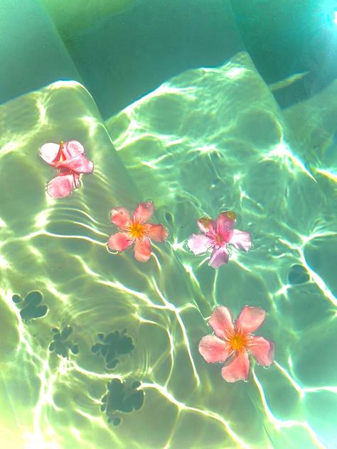 Flower In Water Aesthetic, Roses In Water Aesthetic, Floating Flowers In Pool, Pink Flowers In Water, Flowers In Water Aesthetic Wallpaper, Pink Tropical Aesthetic, Flower Bath Aesthetic, Flower Floating In Water, Flowers Floating In Water