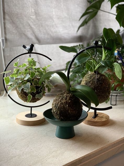 Kokedama Display, نباتات منزلية, Plants For Hanging Baskets, Garden Terrarium, Plant Decor Indoor, House Plants Decor, Hanging Plant, Hanging Flowers, Deco Floral