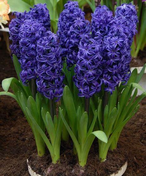 Potted Hyacinth Plant | Durocher Florist Springfield Flowers Hyacinth, Caribbean Garden, Hyacinth Bulbs, Hyacinth Plant, Scented Flowers, Hyacinth Flowers, Perennial Bulbs, Peat Moss, Water Hyacinth