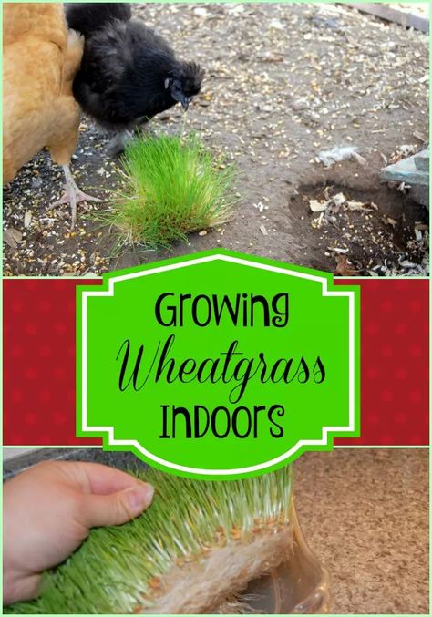 How to Grow Wheat Grass for Chickens Winter Chickens, Grow Wheat, Growing Wheat Grass, Growing Wheat, Growing Tomatoes Indoors, Meat Birds, Grow Tomatoes, Urban Chickens, Laying Hens