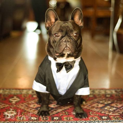 French Bulldog Wedding, Brindle Frenchie, French Bulldog Facts, Bulldog Francese, Wedding Pets, Dog Wedding, Oui Oui, Mans Best Friend, Dog Walking