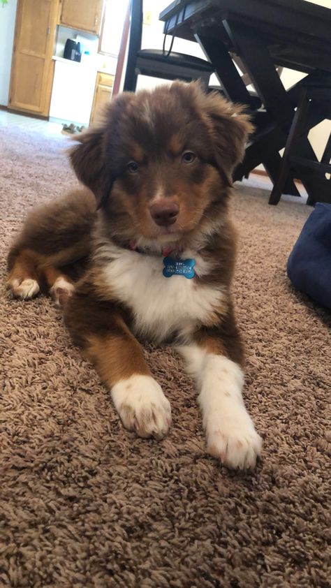 Brown Aussie Shepherd, Brown Australian Shepherd Puppy, Brown Aussie, Brown Australian Shepherd, Red Australian Shepherd, Red Tri Australian Shepherd, Australian Shepherd Puppy, Brown Puppies, Aussie Puppies