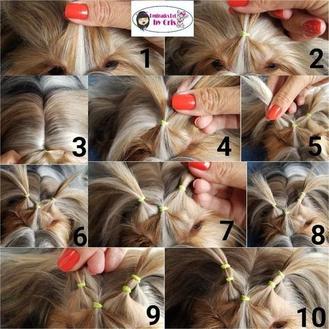 Shih Tzu Hair Styles, Grooming Yorkies, Dog Hairstyles, Dog Grooming Shih Tzu, Yorkie Hairstyles, Havanese Grooming, Goldendoodle Grooming, Yorkie Haircuts, Perro Shih Tzu