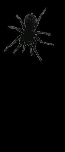 Spider Animation, Moving Spider, Hell Park, Animation Gif, Boy Gif, Morning Gif, Halloween 2, Good Morning Gif, Illusion Art