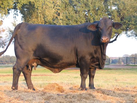 The Brangus breed was developed to utilize the superior traits of Angus and Brahman cattle. Their genetics are stabilized and registered Brangus must be 3/8 Brahman and 5/8 Angus, solid black & polled. Both sire and dam must be recorded with the International Brangus Breeders Assoc. Foundation Angus and Brahman cattle must be registered in their respective breed assoc. prior to being enrolled with the IBBA. Intermediate crosses necessary to reach the 3/8 - 5/8 % are certified by the IBBA. Brangus Cattle, Types Of Sheep, Brahman Cattle, Bull Art, Livestock Farming, Bull Cow, Future Farms, Beef Cattle, Cattle Ranching