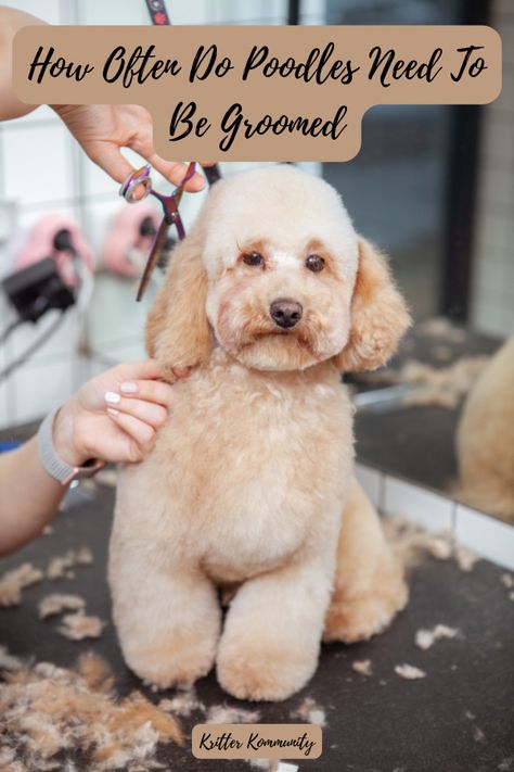 Holistic Dog Care, Pet Grooming Salon, Puppy Teething, Dog Grooming Salons, Pet Spa, Dog Salon, Pet Businesses, Grooming Salon, Cat Help