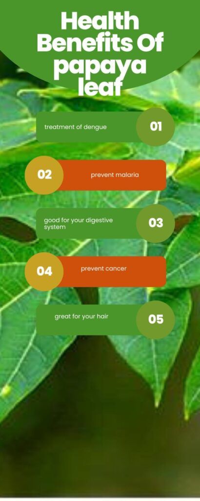 8 health benefits of papaya leaves that will blow your mind away! – Health &... Papaya Leaves Benefits, Papaya Health Benefits, Spice Benefits, Health Benefits Of Papaya, Papaya Leaves, Benefits Of Papaya, Papaya Benefits, Abdominal Pain Relief, High Blood Sugar Symptoms