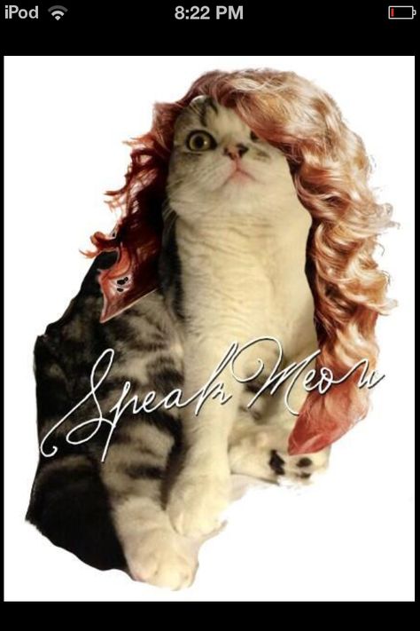 Taylor Swift Cats, Taylor Swift Cat, Taylor Swift Birthday Party Ideas, Cat Movie, Cats Photos, Taylor Swift Birthday, Taylor Swift Fearless, Cute Cats Photos, Funny Cat Memes