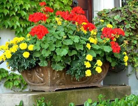 Thriller: Bright red geraniums Filler: Bright yellow marigolds and the green leaves of the Geranium Spiller: Bright yellow marigolds Red And Yellow Flowers In Planters, Patio Landscape Ideas, Geranium Pots, Geranium Planters, Pool Flowers, Planter Inspiration, Front Porch Flower Pots, Front Porch Flowers, Yellow Marigold