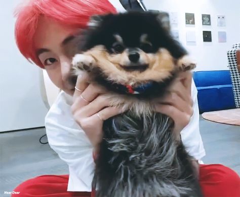 v #taehyung #kimtaehyung #taetae #bts #kpop 2018 yeontan gif Bts Dogs, Famous Dogs, V Bts Wallpaper, Teachers Pet, Fan Fiction, Bts Members, V Taehyung, Small Dog, Bts Boys