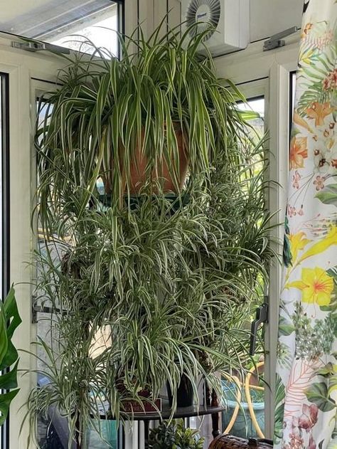 18 Best Ideas to Grow Spider Plant Vertically | Balcony Garden Web Small House Garden, Companion Planting Vegetables, Herb Containers, Herb Garden Design, Spider Plant, Vertical Garden Diy, Houseplants Indoor, Garden Guide, House Plant Care