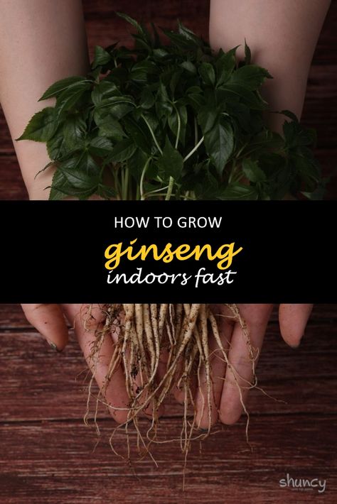 Ginseng is a perennial plant that has been used for medicinal purposes for centuries. It's also an herb that can be grown indoors, and this article will teach you how to grow it fast. #shuncy #shuncygarden #lovethegreen #howtogrow #herbs #ginseng How To Grow Ginseng, Growing Ginseng, Veg Growing, Ginseng Plant, Cash Crops, Indoor Herbs, Garden Fruit, Healing Garden, Cash Crop