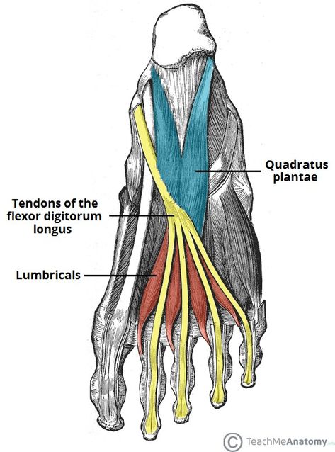 Leg Anatomy, Physical Therapy Assistant, Foot Anatomy, Gross Anatomy, Reflexology Chart, Face Anatomy, Human Body Anatomy, Medicine Student, Muscle Anatomy