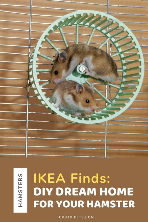 Looking for a budget-friendly hamster cage solution? This step-by-step tutorial guides you through creating a customizable hamster cage using IKEA furniture. Ideal for pet owners seeking an affordable alternative, this guide covers everything from materials needed to assembly instructions. With a focus on safety and practicality, you can create a spacious and comfortable habitat for your hamster without breaking the bank. Perfect for DIY enthusiasts and hamster lovers alike! Ikea Hack Hamster Cage, Ikea Detolf Hamster Cage, Ikea Detolf Hamster Cage Natural, Syrian Hamster Cages, Syrian Hamster Bin Cage, Hamster Habitat, Hamster Care, Syrian Hamster, Carpentry Skills