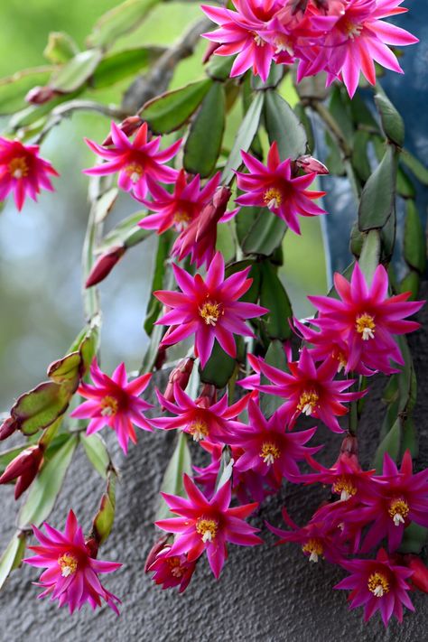 Caring For Easter Cactus – Christmas Cactus's More Stunning Cousin Christmas Cactus Propagation, Christmas Cactus Care, Christmas Cactus Plant, Easter Cactus, Thanksgiving Cactus, Holiday Cactus, Cactus Care, Household Plants, Succulent Gardening