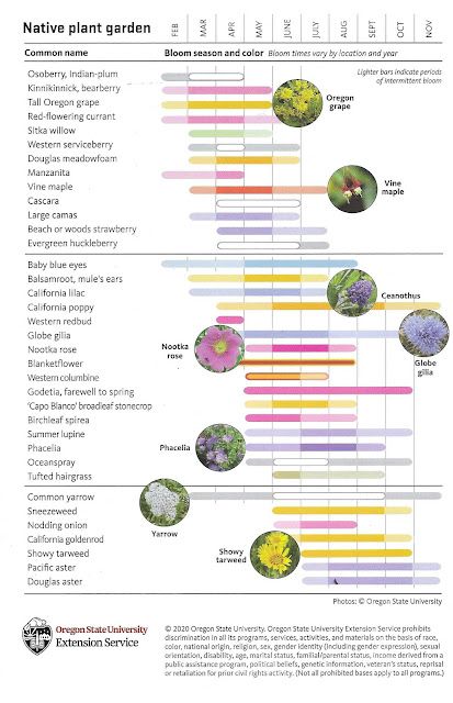 Native Plants for Pollinators West of the Cascades Oregon Plants, Shade Landscape, Native Plant Landscape, California Lilac, Garden Design Plants, Shade Landscaping, Plant Landscape, Oregon Grape, The Cascades