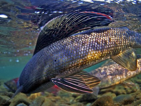 Arctic Grayling, Grayling Fish, Fly Fishing Art, Fishing Photos, Fishing Photography, Fly Fishing Gear, Mind Relaxation, Paint Night, Pirate Woman