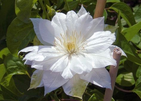 Clematis 'Duchess of Edinburgh'. 8' to 12'. Full sun to part sun. Blooms June to September. Group 2: Lightly prune in late winter-early spring by removing dead and weak stems, then cut back remaining stems to the topmost pair of large, plump green buds. White Clematis, Climber Plants, Duchess Of Edinburgh, Clematis Montana, Clematis Plants, Hummingbird Garden, Coastal Gardens, Bee Garden, Group 2