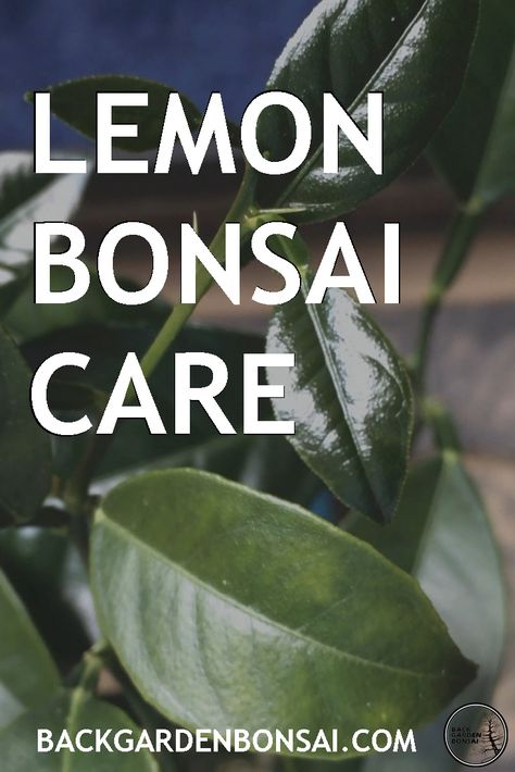 Lemon Bonsai, Bonsai Orange Tree, Miniature Lemon Tree, Bamboo Bonsai Forests, Bonsai Citrus, Small Fruit Trees, Bonsai Care, Bonsai Tree Care, Informal Upright Bonsai