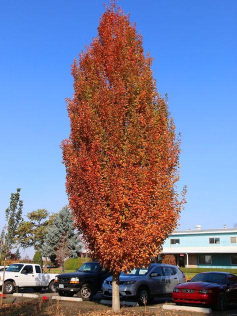 Armstrong Gold® Maple - J. Frank Schmidt & Son Co. Armstrong Maple Tree, Columnar Maple Tree, Armstrong Gold Maple Tree, Burgundy Highlights, Narrow Street, Columnar Trees, Urban Tree, Street Trees, Plant Spacing