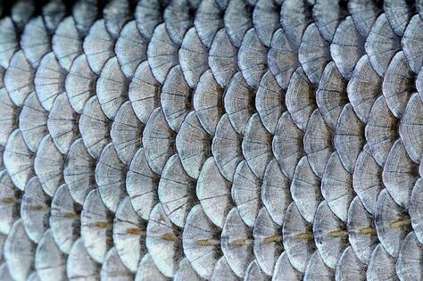 Real Roach Fish Scales Background. A close-up of roach (Rutilus rutilus) fish sc , #AFFILIATE, #Scales, #Background, #Fish, #Real, #Roach #ad Repeating Patterns In Nature, Fish Skin Texture, Texture Analysis, Fishes Drawing, Junk Kouture, Scale Armor, Marbles Images, Fish Skin, Fish Scale Pattern