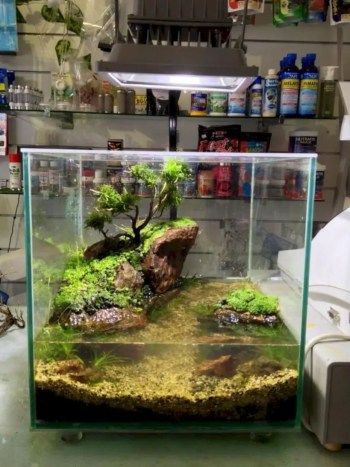 Aquarium Design Ideas, Turtle Aquarium, Aquarium Stands, Amazing Aquariums, Aquarium Terrarium, Nature Aquarium, Aquascape Aquarium, Turtle Tank, Home Aquarium