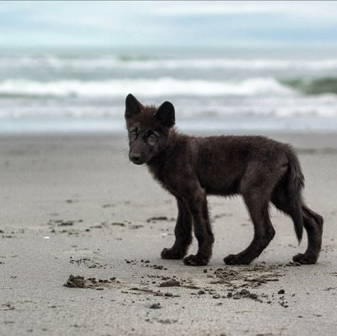 Black Wolf Pup, Wolf Pups, Wolf Poses, Wolf Puppy, Puppy Photography, Dog Anatomy, Wolf Photography, Baby Wolf, Wolf Pup