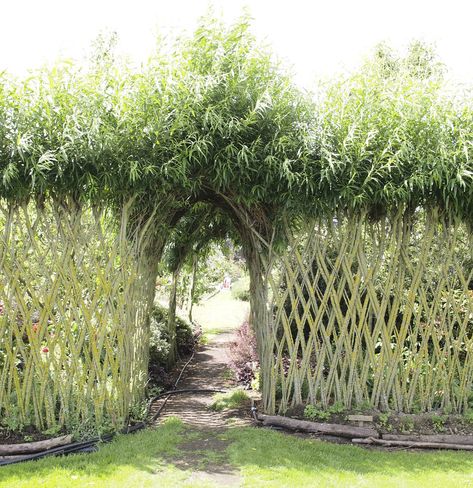 Willow, Wicker and Weaving – Exploring Colour Living Willow Structures, Living Willow Fence, Willow Arch, Grape Vine Trellis, Living Structures, Willow Art, Willow Fence, Chicken Fence, Living Willow