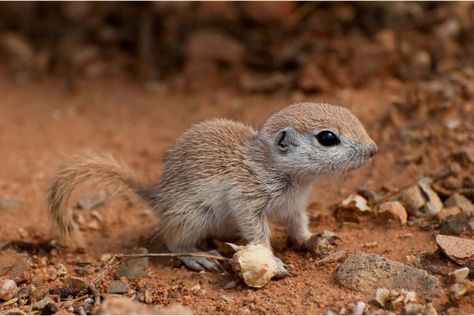 How To Get Rid Of Ground Squirrels - Crafty Little Gnome Get Rid Of Squirrels, Animals List, Ground Squirrel, Mother Milk, Flying Squirrel, List Of Animals, Baby Squirrel, How To Attract Birds, Cute Funny Babies