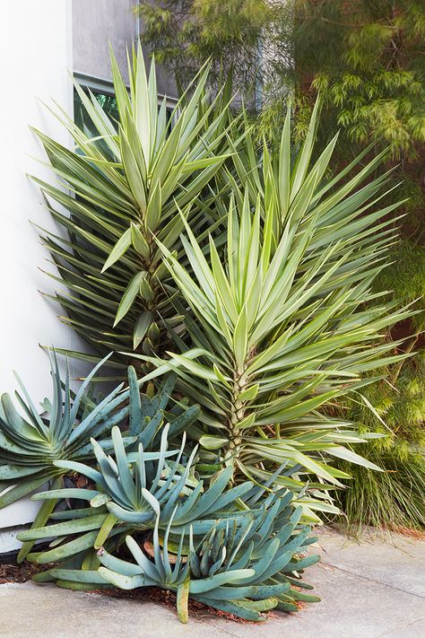 Everything Looks Like a Yucca! — Flora Grubb Gardens Fan Aloe, Yucca Gloriosa, Flora Grubb, Yucca Plant, Green Soap, Coastal California, Tall Flowers, Backyard Inspiration, California Coastal