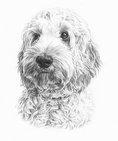 Labradoodle Drawing, Labradoodle Art, Dog Pencil Drawing, Dog Watercolor Painting, Dog Portraits Painting, Dog Sketch, 강아지 그림, White Drawing, Doodle Dog