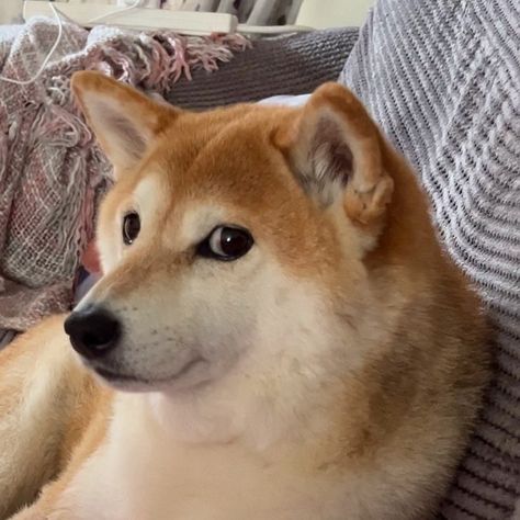 All Dogs, Live Stream, Shiba Inu, Last Night, Dogs, Animals