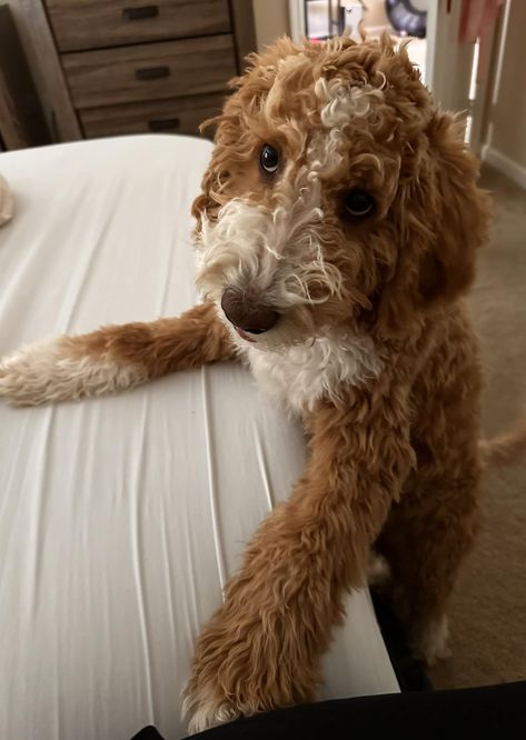 Listen…..I will be making this face at you till you allow me up on the bed with you. ~ Golden Doodle Nova #goldendoodle #goldendoodlepuppy Pet Bunny Rabbits, Golden Doodles, Pet Bunny, Golden Doodle, Goldendoodle Puppy, Phone Shop, Bunny Rabbits, Personal Brand, Goldendoodle