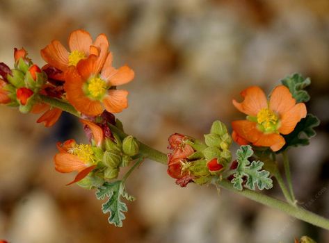 Globe Mallow, Mallow Flower, California Native Plants, Flower Scent, Plant List, Drought Tolerant, Native Plants, Colorful Flowers, Perennials