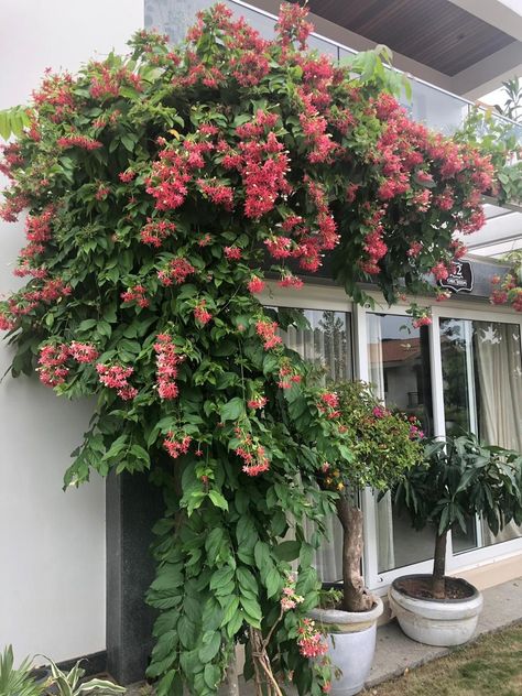 Madhumalti Plant In Balcony, Madhumalti Plant, Pool Ideas Inground, Beautiful Flower Gardens, Rangoon Creeper, Garden Fairy Costume, Front Yard Flowers, Dream Garden Backyards, Pool Bed