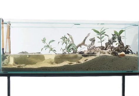 Pet Crab Tanks, Fiddler Crab Tank Ideas, Fiddler Crab Tank, Crab Tank Ideas, Mangrove Aquarium, Crab Enclosure, Crab Ideas, Aquarium Pets, Crab Tank