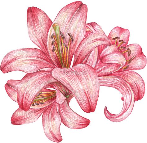 lily flowers_3 Lily Pencil Drawing, Red Lily Tattoo, Lily Flower Sketch, Lily Artwork, Lily Illustration, Watercolor Lily, Lily Art, Flower Sketch, Botanical Drawing