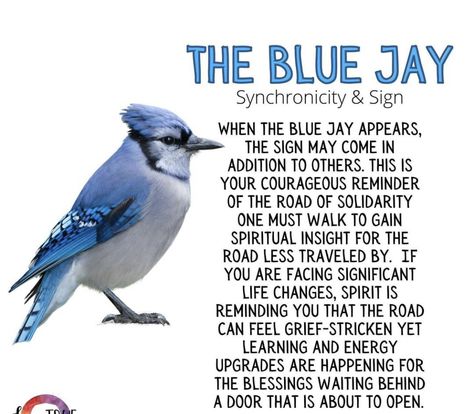 Seeing A Blue Jay Meaning, Birds Meaning Symbols Spirit Guides, Spiritual Bird Meanings, Blue Jay Symbolism Meaning, Blue Bird Symbolism, Blue Jay Bird Meaning, Blue Jay Symbolism, Stellar Jay Spiritual Meaning, Bluejay Meaning