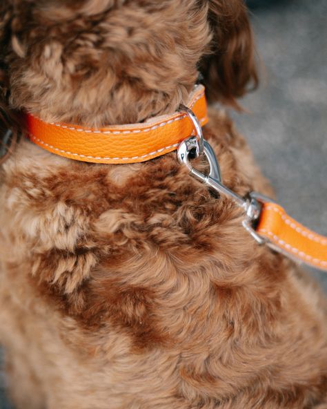 Orange looks vibrant and classy at the same time Dog Accessories Aesthetic, Aesthetic Orange, Accessories Aesthetic, Dog Accessories, Dog Collar, Pet, Orange, Collar, Dogs